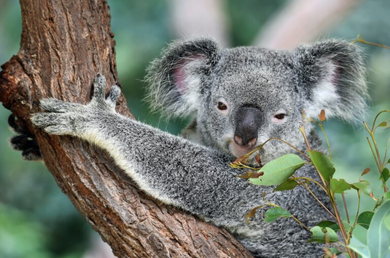 Kuvituskuva Australia terveyspalvelut